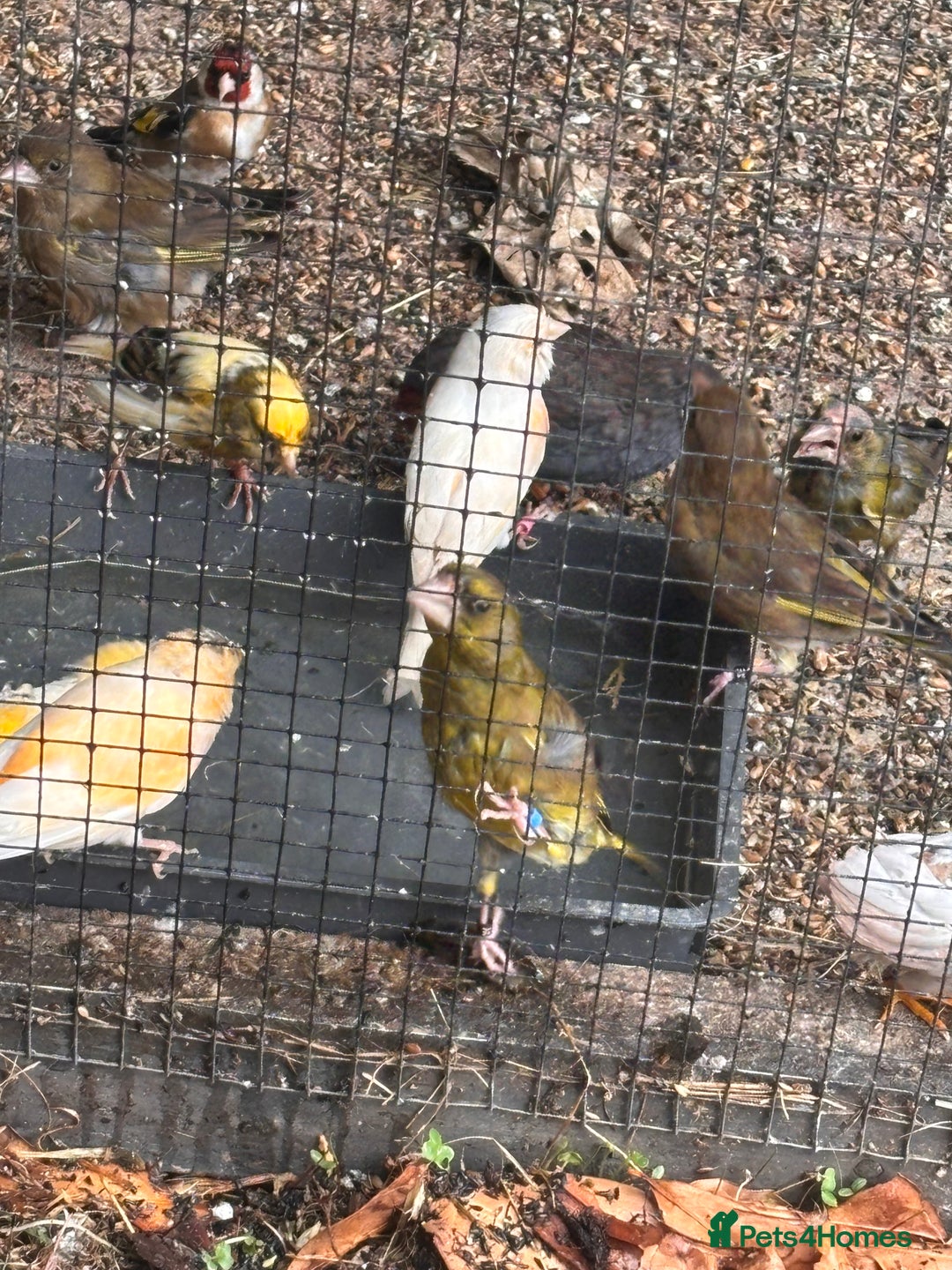Canaries birds for sale: Canary/goldfinches/greenfinches  - Image 5