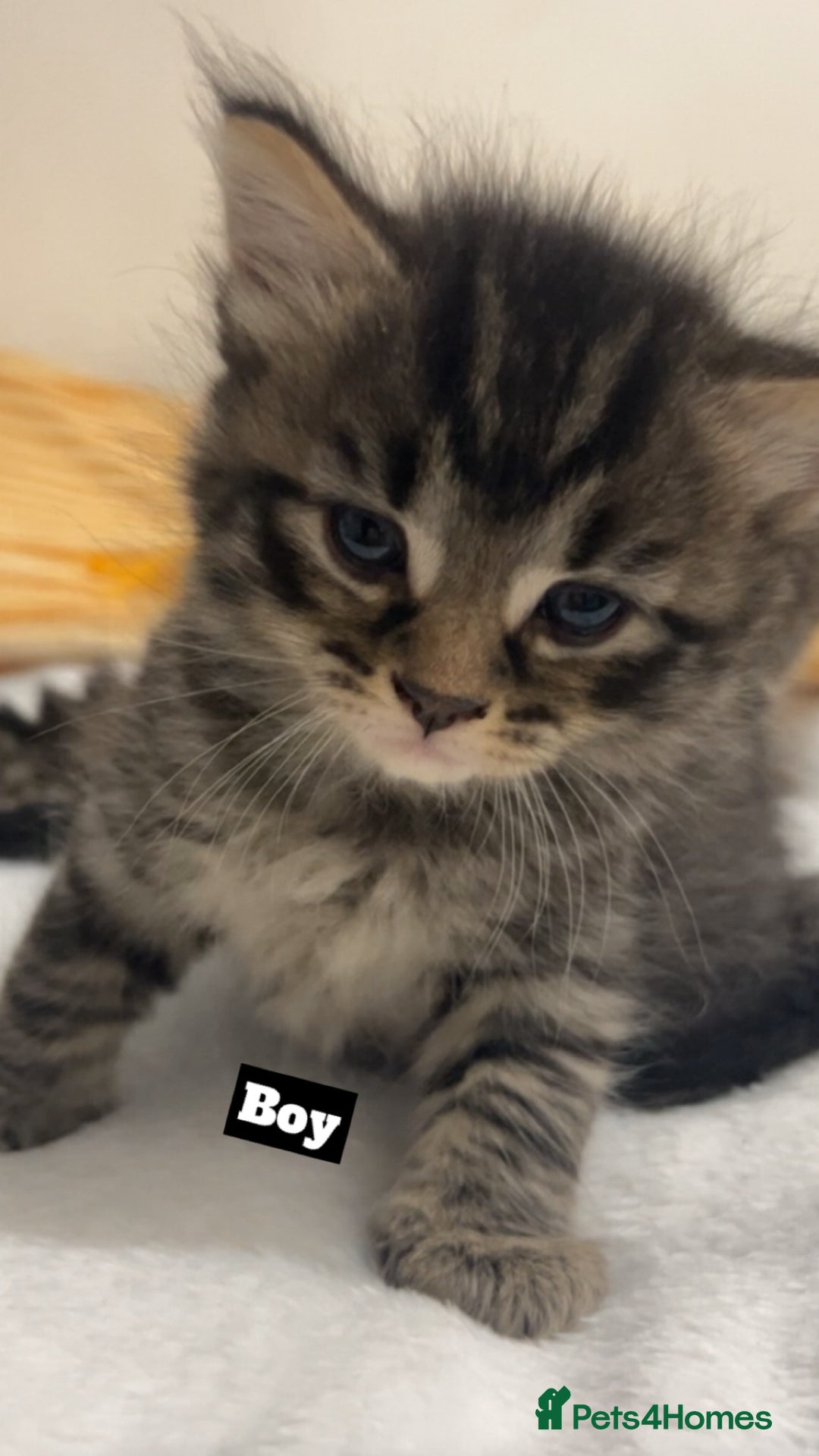 Mixed Breed cats for sale: Mixed breed Kittens for sale  - Image 5