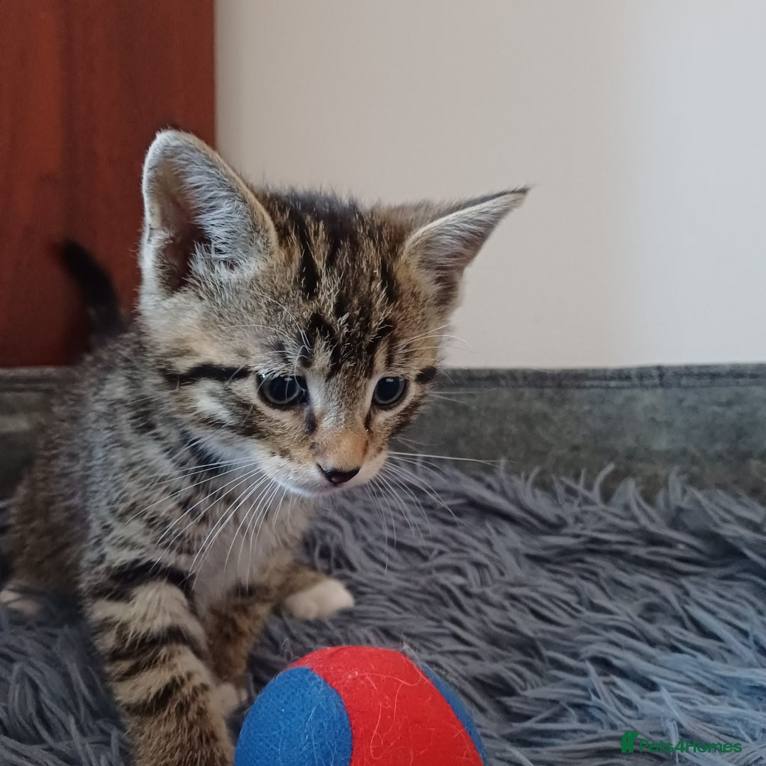 Mixed Breed cats for sale: Lovely kittens😻😻😽😽❤️ - Advert 19