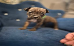 Mixed Breed dogs for sale: Mum-STAFF DAD-CANECORSO - Image 9