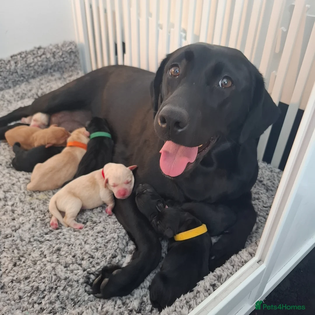 Labrador Retriever dogs for sale: Stunning KC Lab Pups- Sired By Woodruff Numero Uno - Advert 1