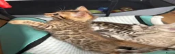 Bengal cats for sale: BEAUTIFUL BABY BENGALS FOR SALE  - Advert 30