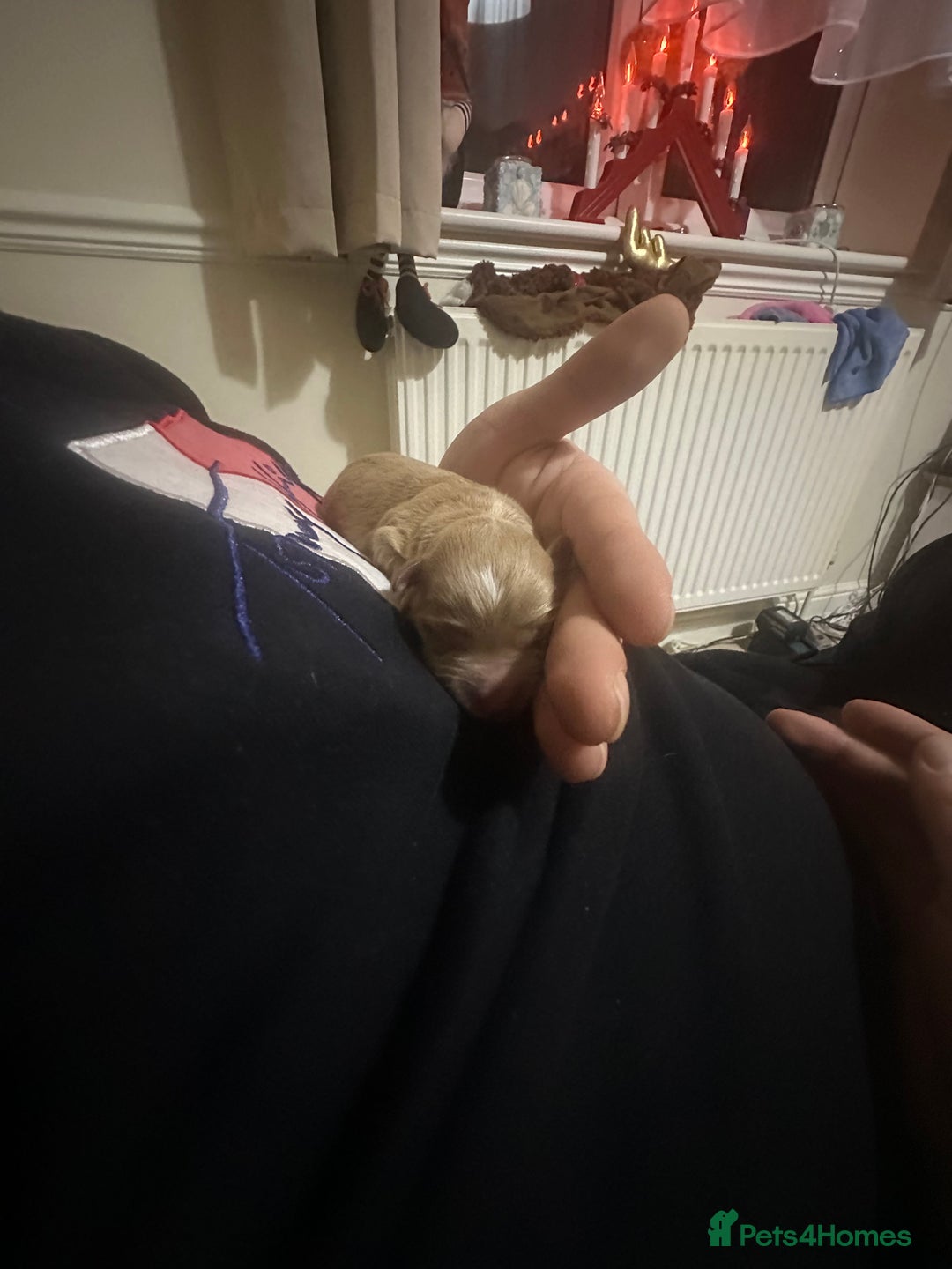 Maltipoo dogs for sale: Maltipoo Boy  - Advert 6