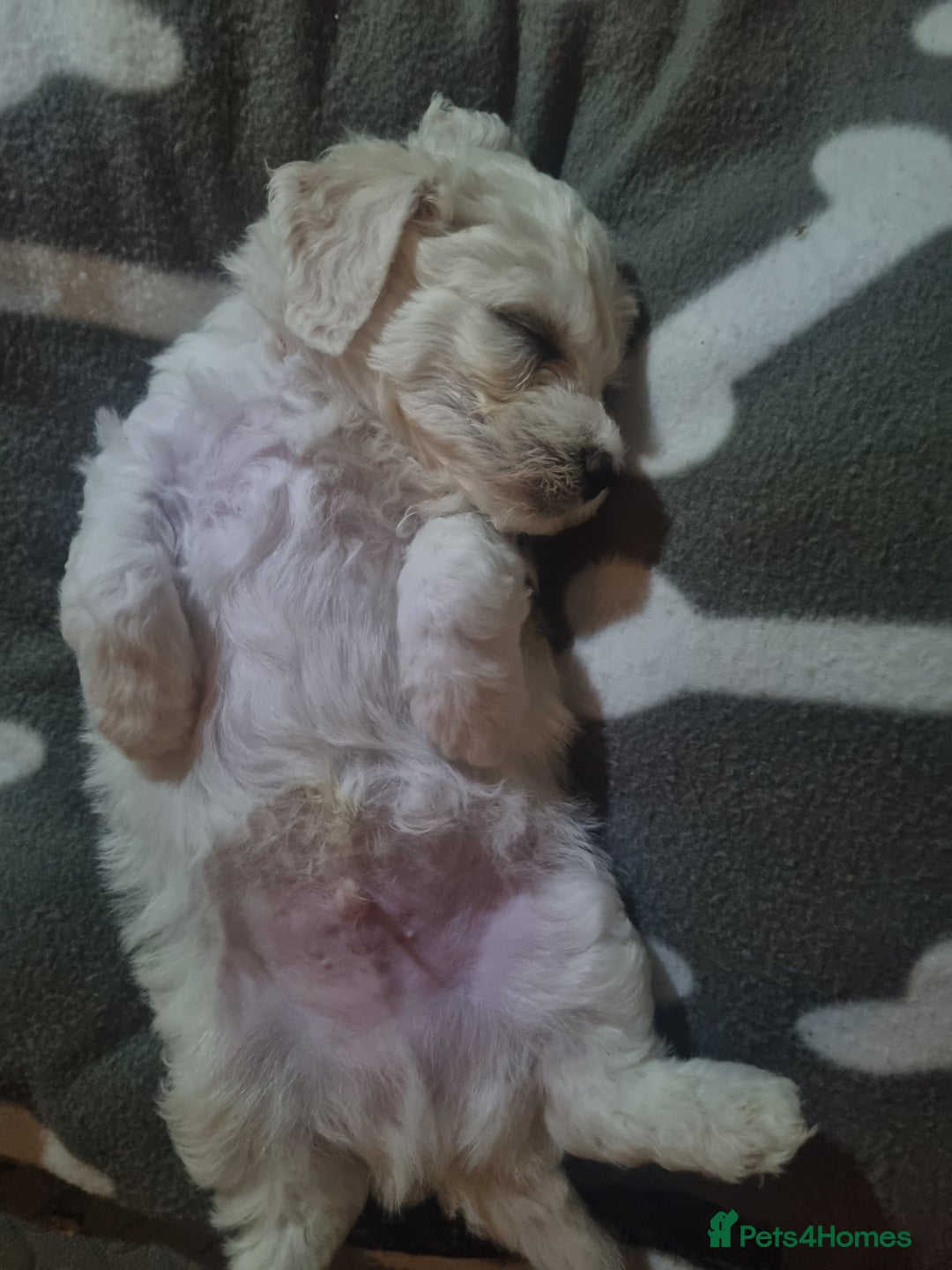 Bichon Frise dogs for sale: Beautiful Bichon Frise pups Ready 16th-24th Dec - Advert 6