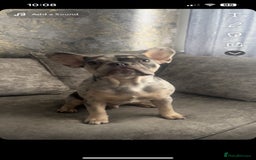 French Bulldog dogs for stud: 💎Blue & Tan 🤎 Merle French bulldog stud 🧬🔥 in Manchester - Image 33
