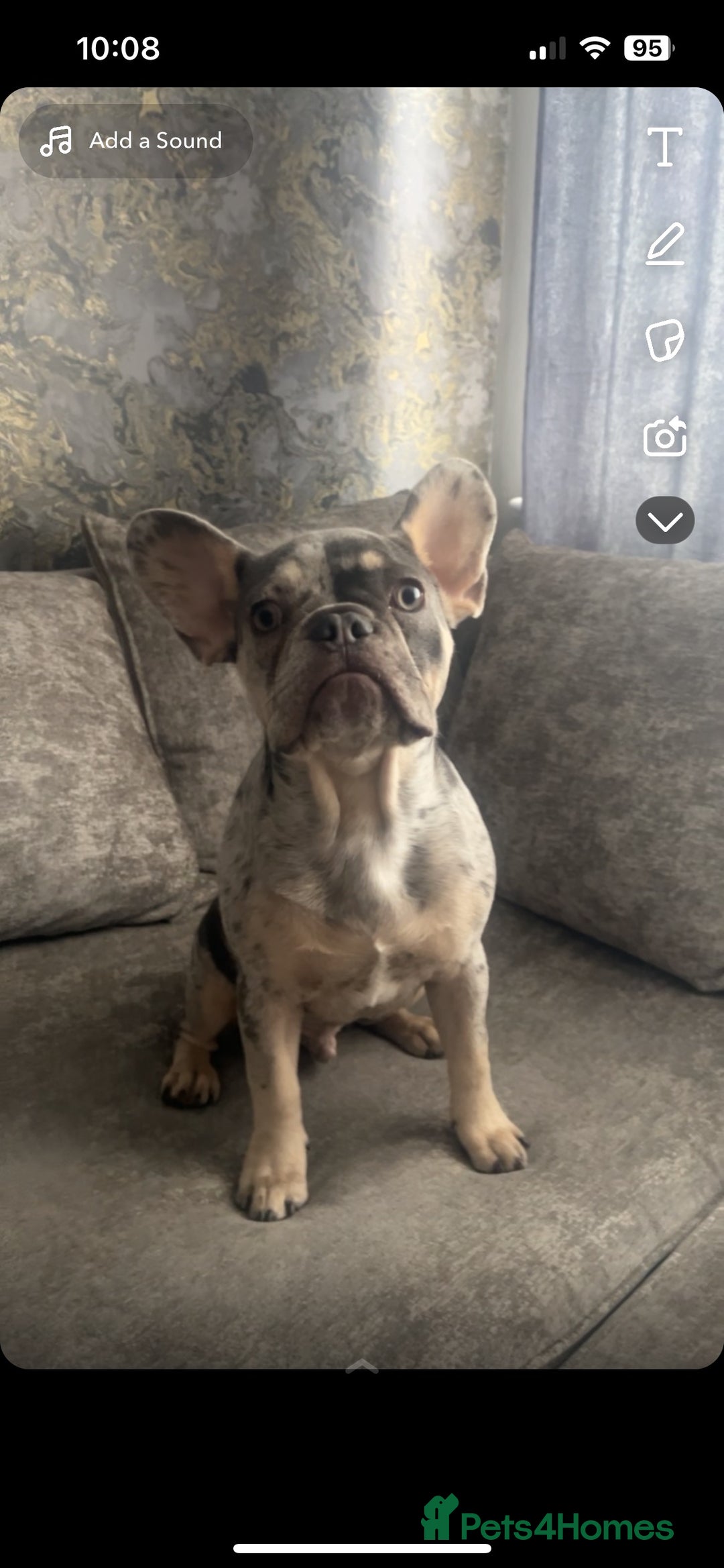 French Bulldog dogs for stud: 💎Blue & Tan 🤎 Merle French bulldog stud 🧬🔥 in Manchester - Image 33