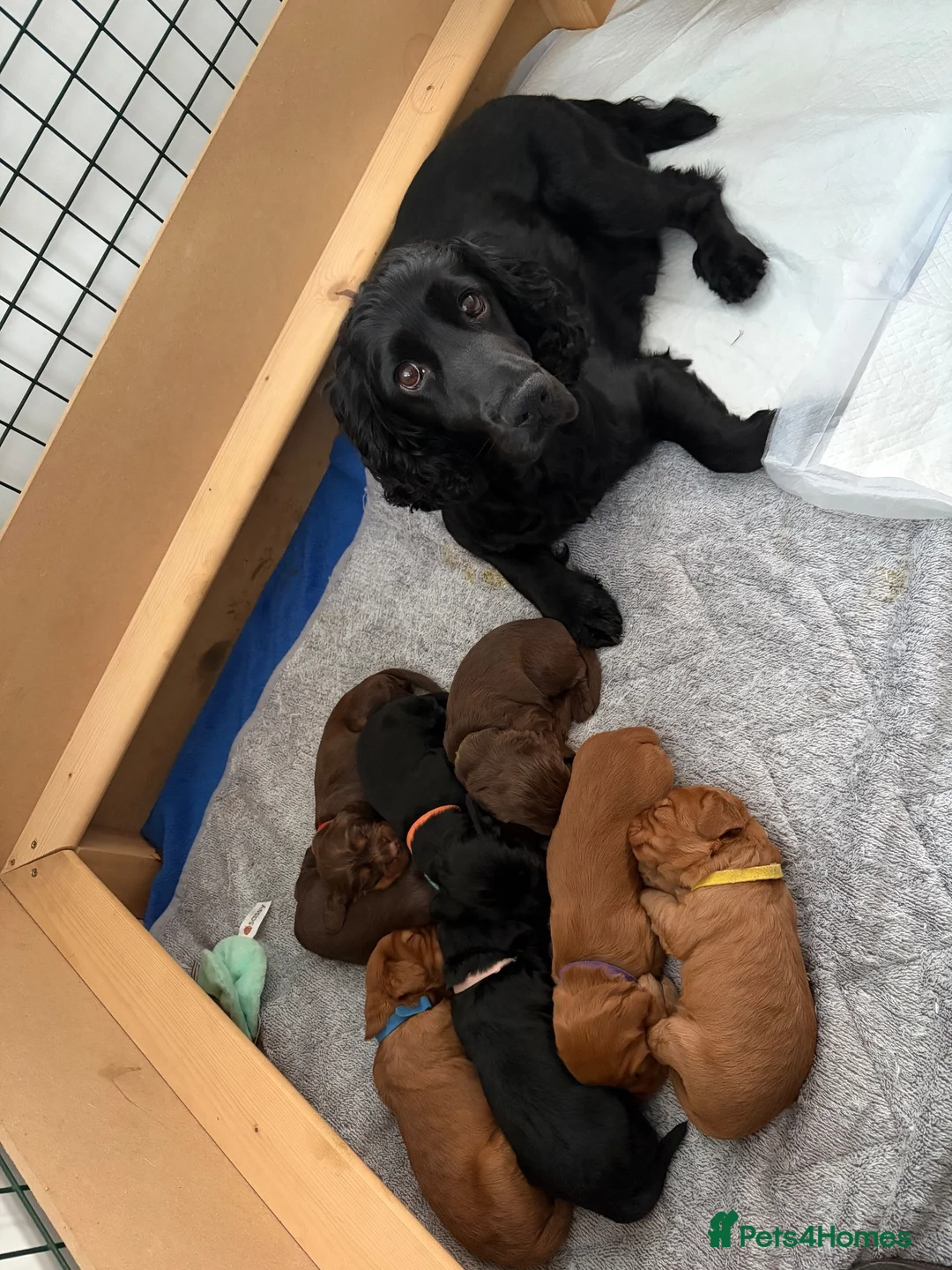 Cocker Spaniel dogs for sale: Working cockerspaniel puppies in Macduff - Advert 6