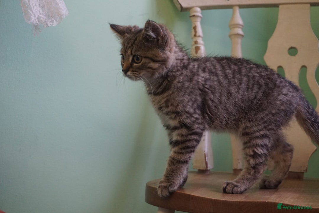 Persian cats for sale: ADORABLE RUSSIAN BLUE X PERSIAN KITTENS - Image 19