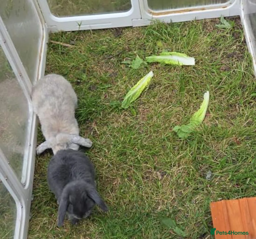 Mini Lop rabbits for sale: 2 male mi ilops - Advert 3
