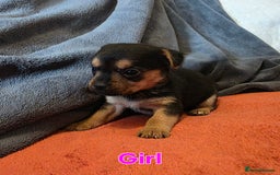 Mixed Breed dogs for sale: Stunning JR x Border Terrier pups - Image 6