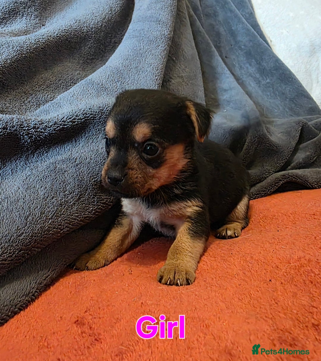 Mixed Breed dogs for sale: Stunning JR x Border Terrier pups - Image 6