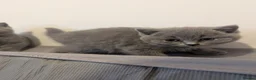 British Shorthair cats for sale: Champion line British Shorthair kittens in Blackburn - Advert 7