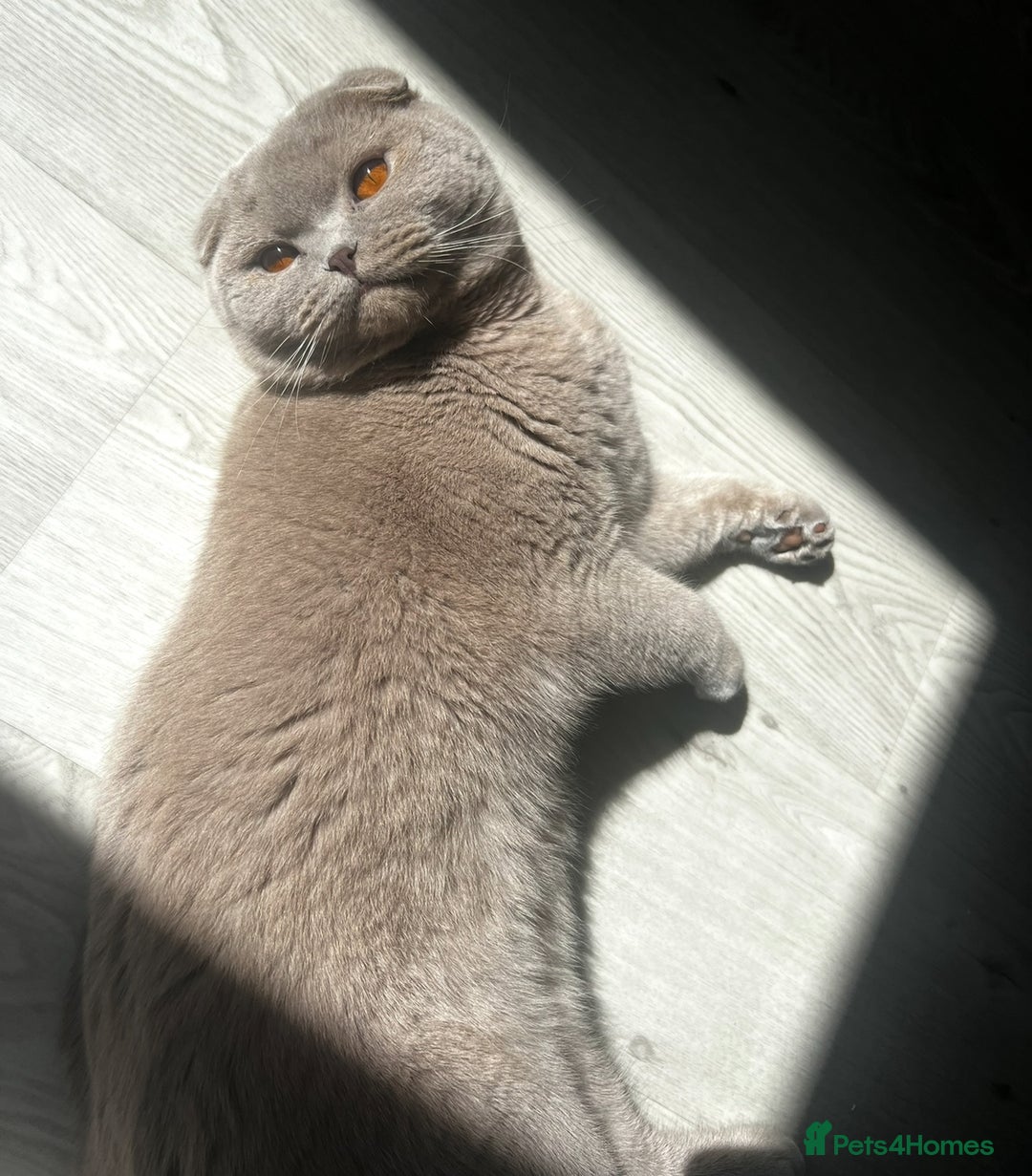 Scottish Fold cats for sale: Bruce Scottish Fold  - Image 3