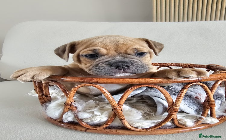 Olde English Bulldogge dogs - Advert 6