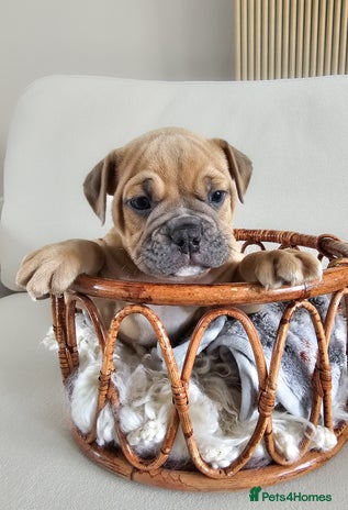 Olde English Bulldogge dogs - Advert 2