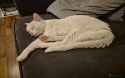 Domestic Shorthair cats for sale: White cat - Image 2