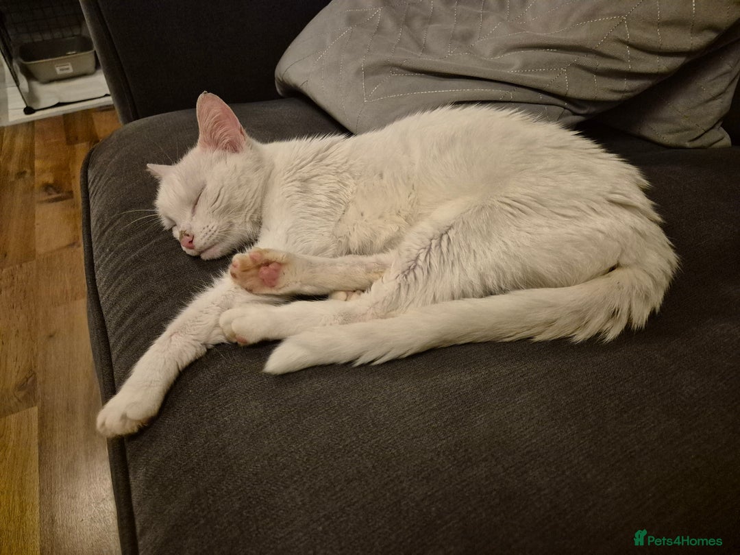 Domestic Shorthair cats for sale: White cat - Image 2