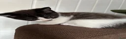 Domestic Shorthair cats for sale: Beautiful grey kittens  - Advert 6