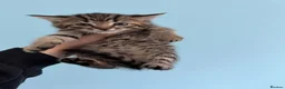 Mixed Breed cats for sale: Beautiful kittens  - Advert 10