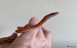 Corn Snake reptiles for sale: Scaless corn snakes  - Image 2