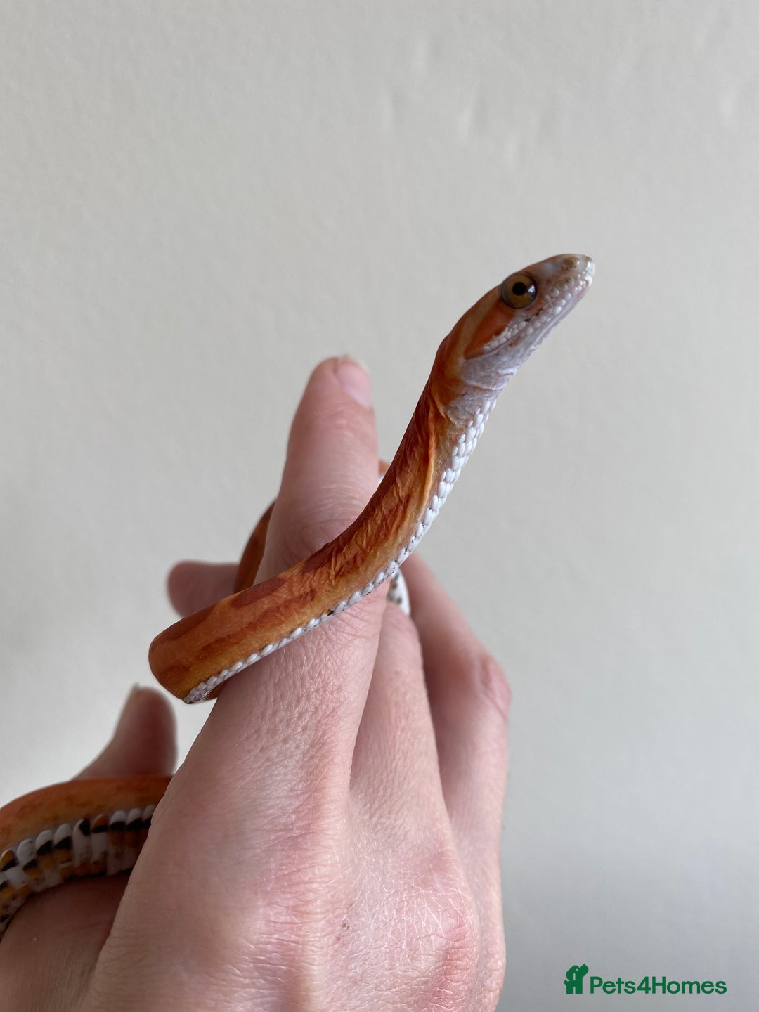 Corn Snake reptiles for sale: Scaless corn snakes  - Image 2