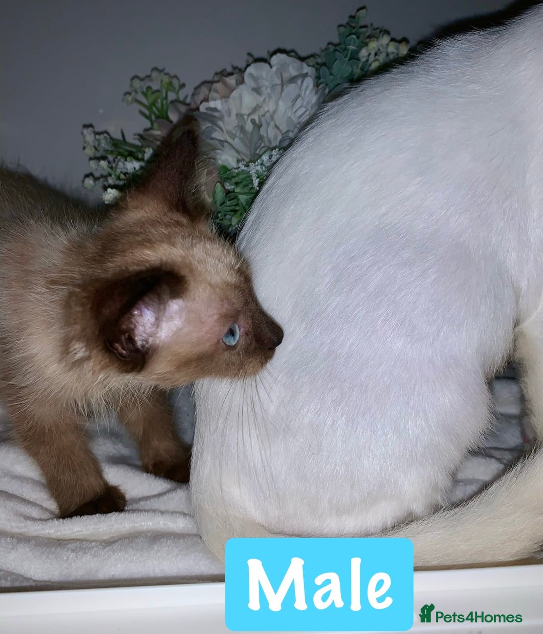 Mixed Breed cats for sale: Beautiful kittens Ready now Open to offers  in Chester - Image 21