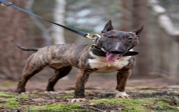 English Bull Terrier dogs for sale: Fit English Bull Terrier Female  - Image 5