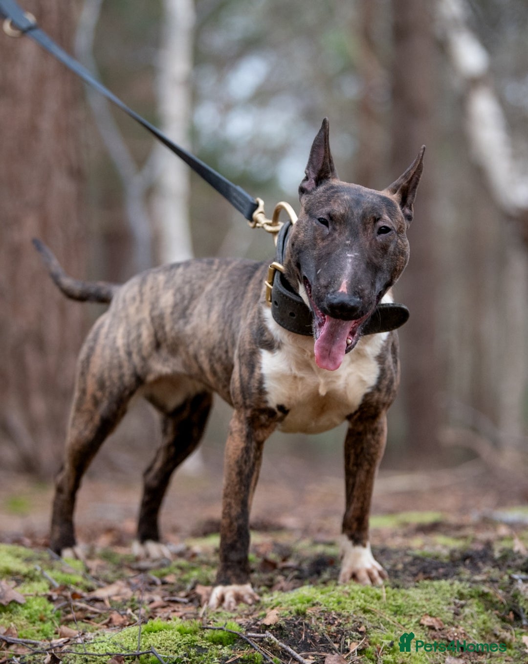 English Bull Terrier dogs for sale: Fit English Bull Terrier Female  - Image 5