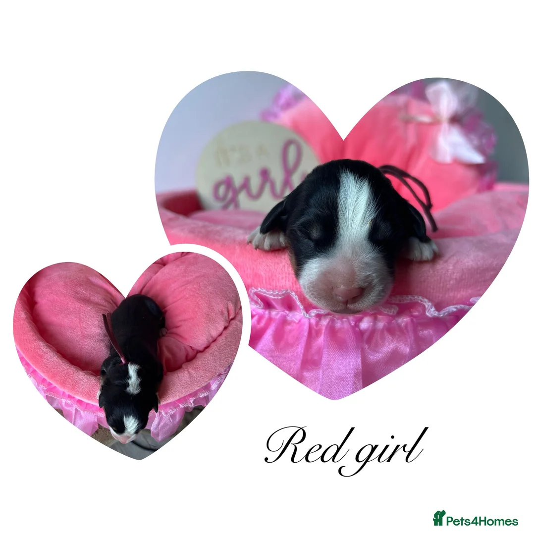 Bernese Mountain Dog dogs for sale: KC Bernese Mountain Dogs ❤️ - Advert 2