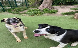 Mixed Breed dogs for adoption: Blind boy Pluto is looking for his forever home! - Image 3