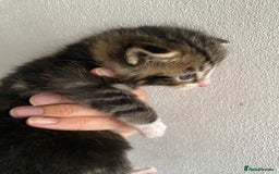 RagaMuffin cats for sale: Beautiful Ragdoll kittens  - Image 12