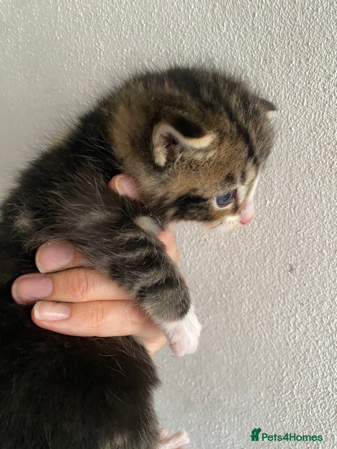 RagaMuffin cats for sale: Beautiful Ragdoll kittens  - Image 12