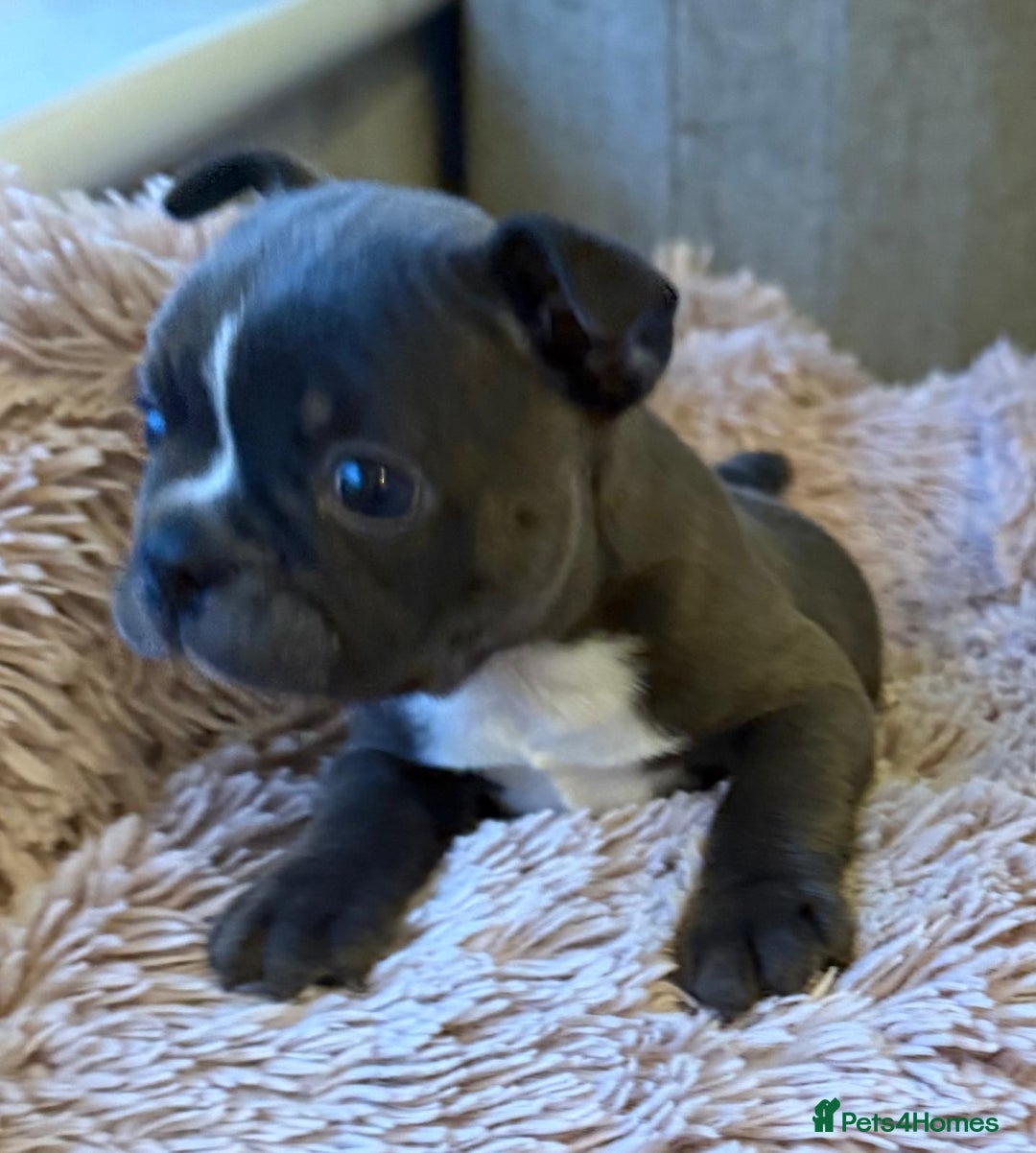 Boston Terrier dogs for sale: Boston puppies - Advert 2