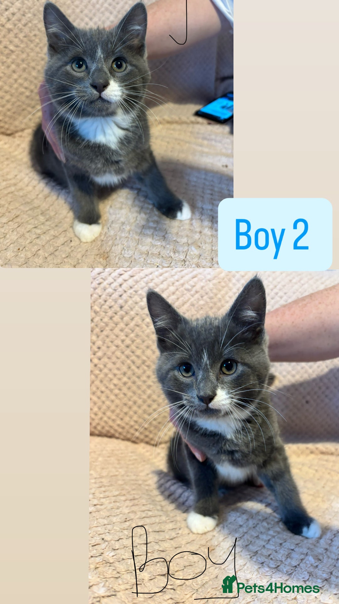 British Shorthair cats for sale: 4 beautiful kittens for sale  - Advert 2