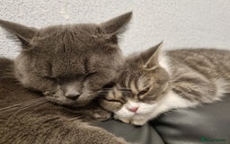 British Shorthair cats for sale: Meet the Dolly's Mom and daughter duo - Image 4