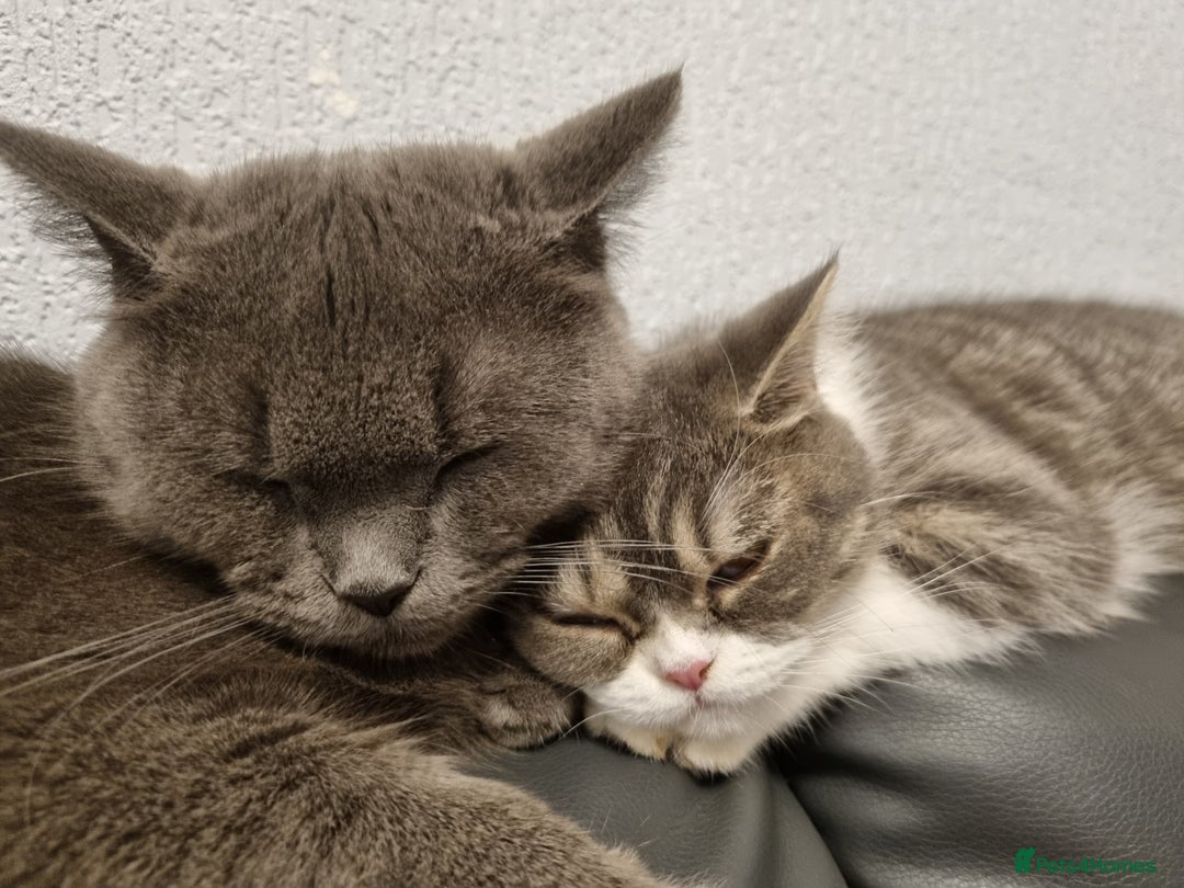 British Shorthair cats for sale: Meet the Dolly's Mom and daughter duo - Image 4