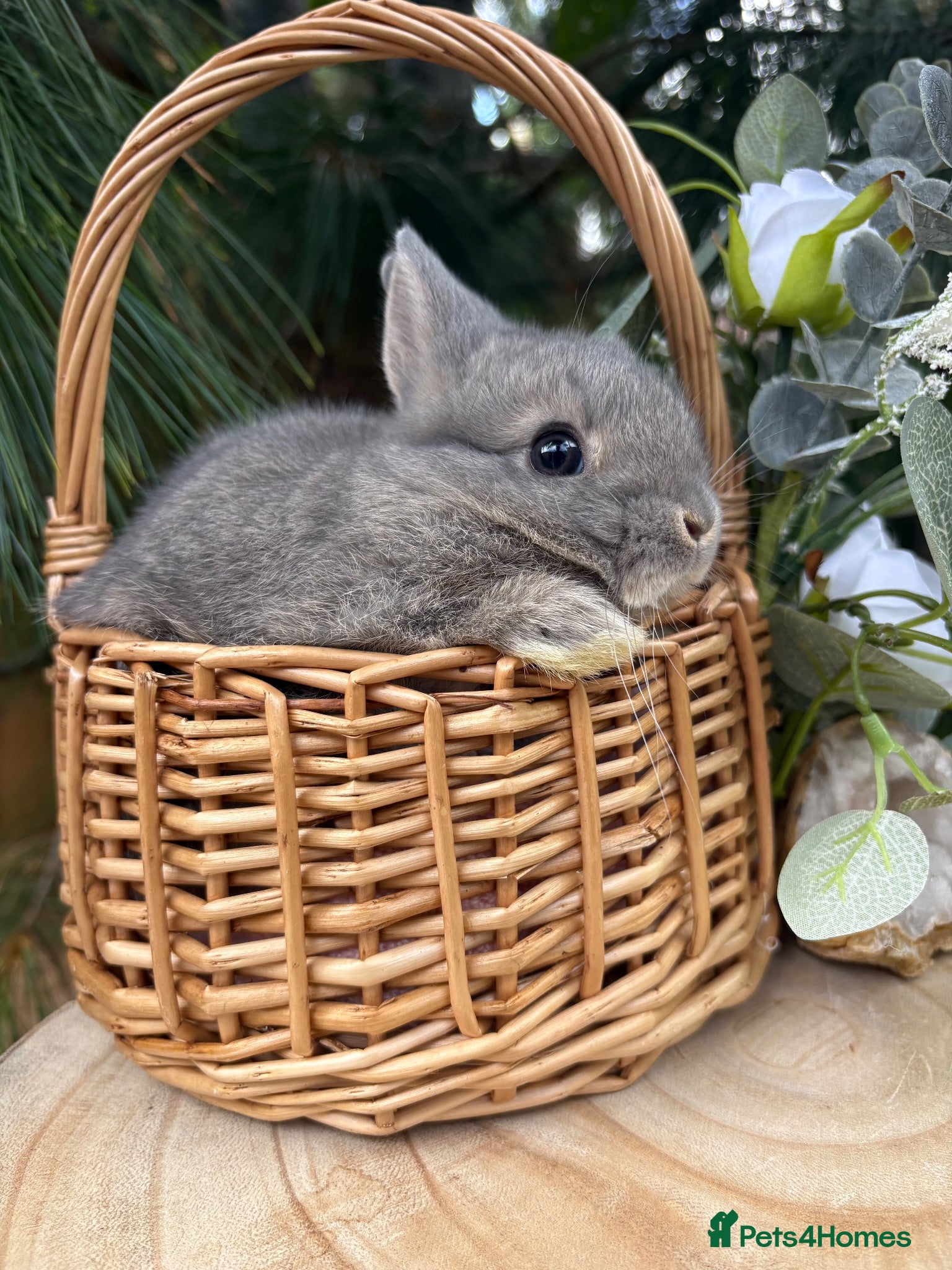 Netherland Dwarf rabbits Pure bred vaccinated* Netherland Dwarfs  - Advert 3