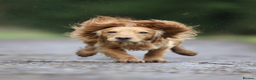 Cocker Spaniel dogs for sale: Beautiful Working Cocker Spaniel Puppies - Advert 21