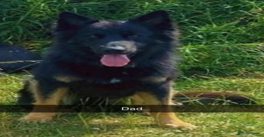 German Shepherd dogs - Advert 3