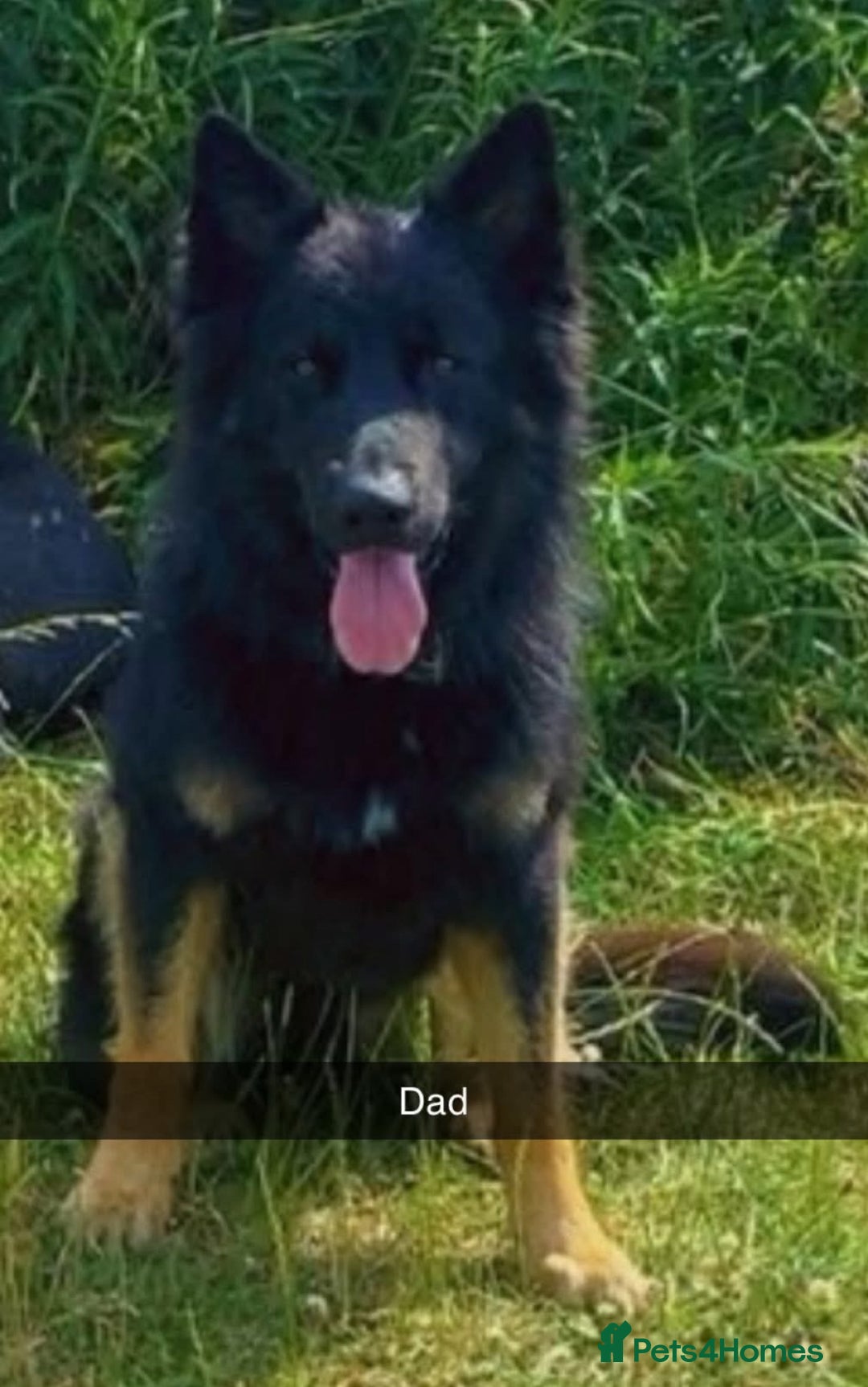 German Shepherd dogs for sale: BEAUTIFUL GERMAN SHEPS   - Image 2