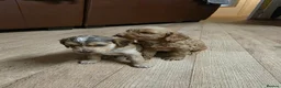 Cockapoo dogs for sale: Cockapoo puppies  - Advert 10