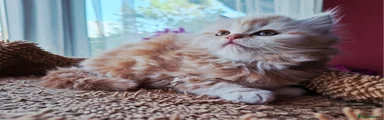Scottish Kitten 3/cream girl