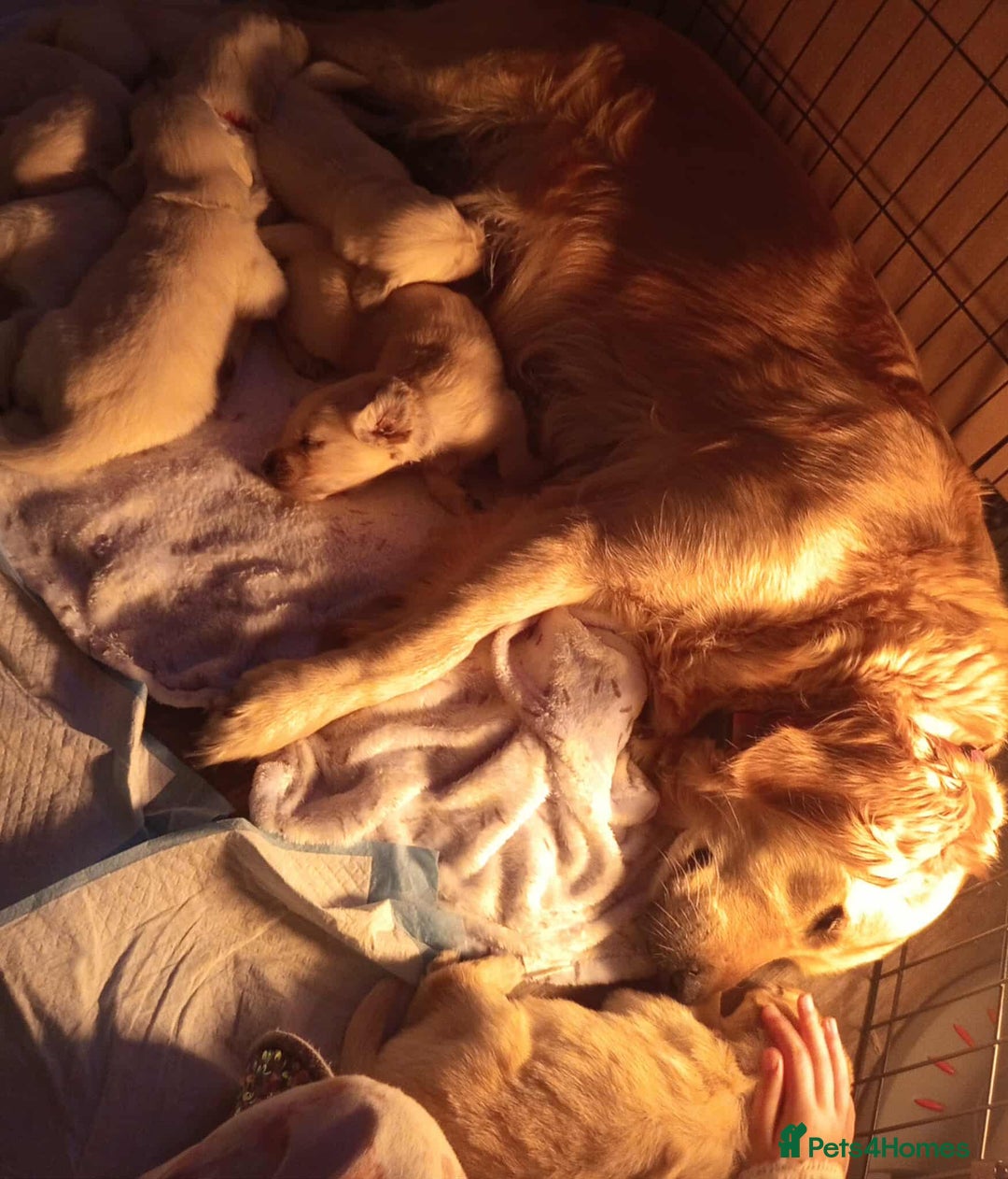Golden Retriever dogs for sale: Golden Retriever Puppies - Mum & Dad family pets - Image 21
