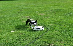 Boston Terrier dogs for stud: KC Reg Boston Terrier for Stud - Image 15