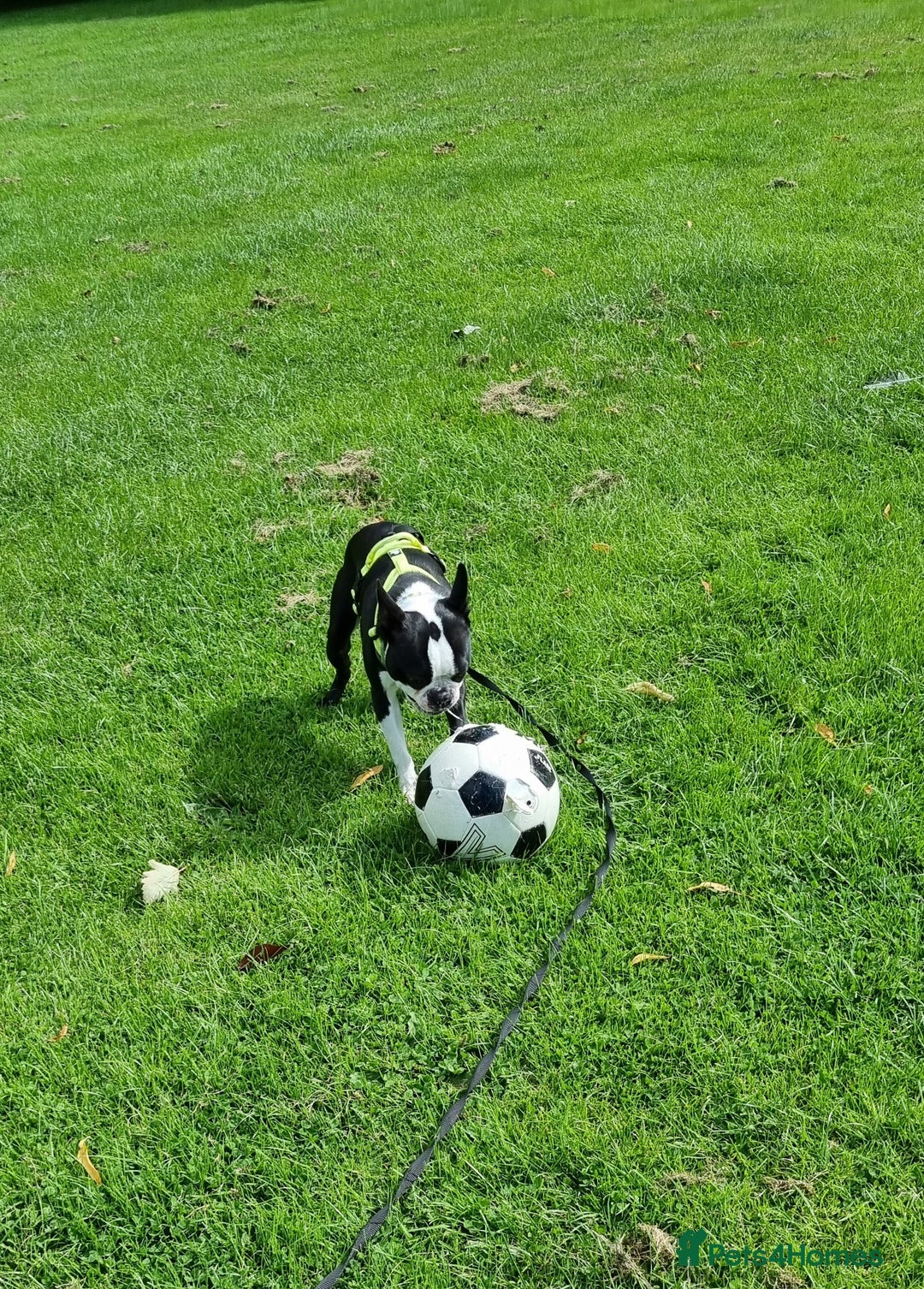 Boston Terrier dogs for stud: KC Reg Boston Terrier for Stud - Image 15