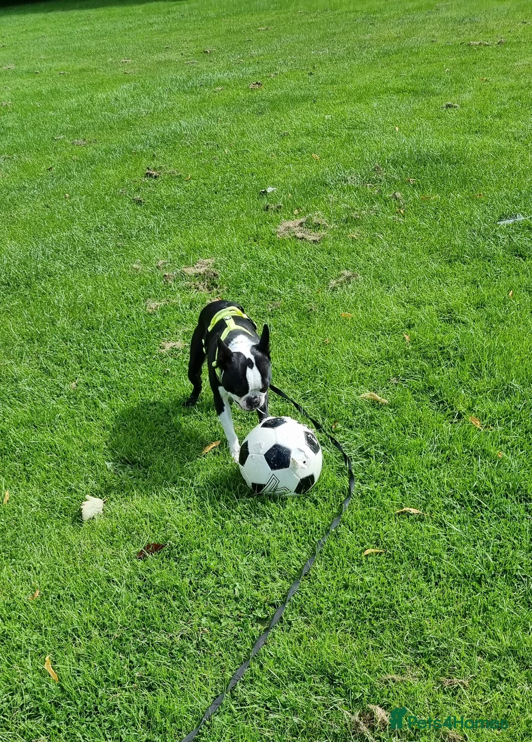 Boston Terrier dogs for stud: Proven KC Reg Boston Terrier for Stud - Advert 15