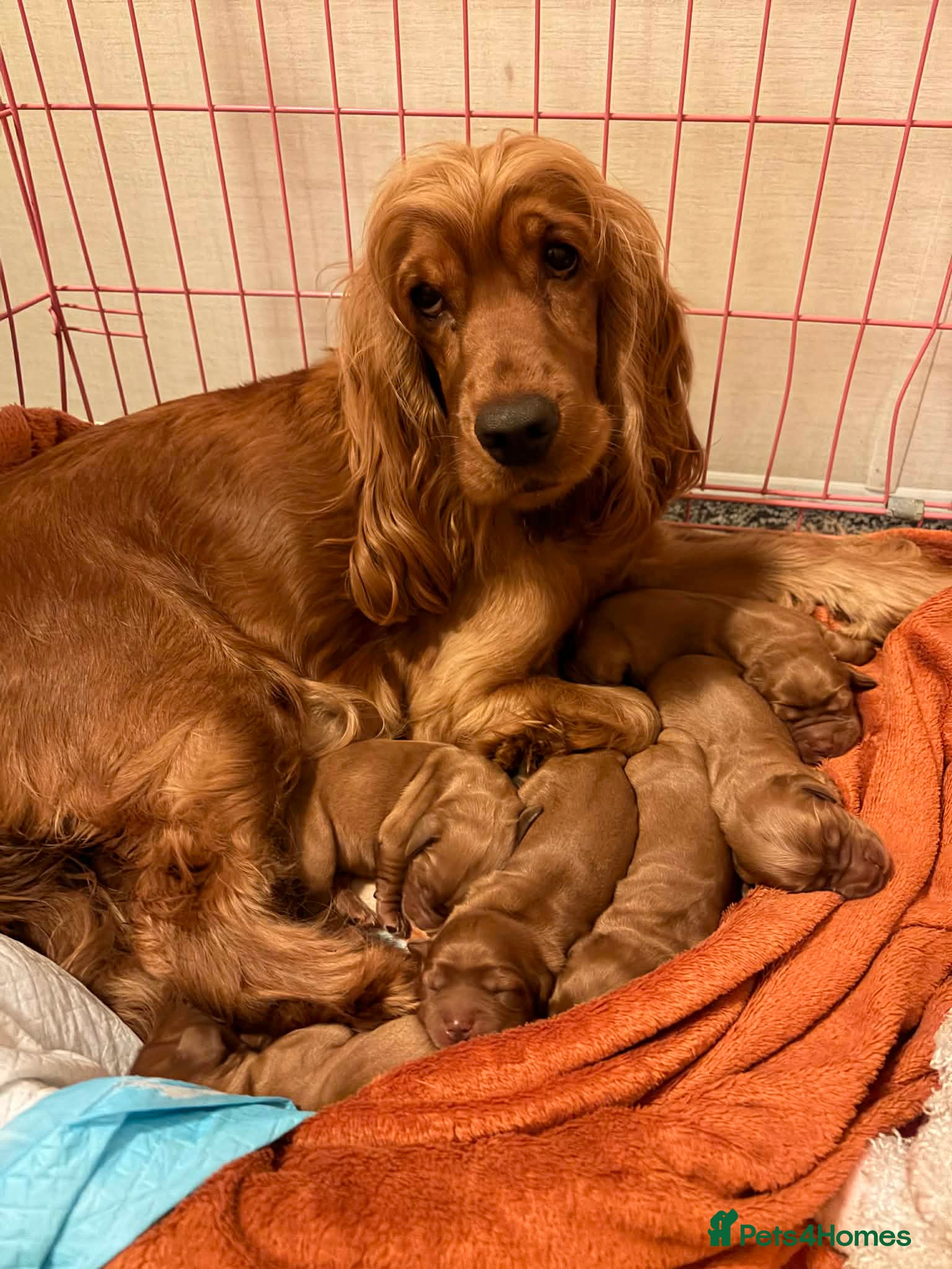 Cocker Spaniel dogs litter of 6 show cocker spaniel puppies  - Advert 1
