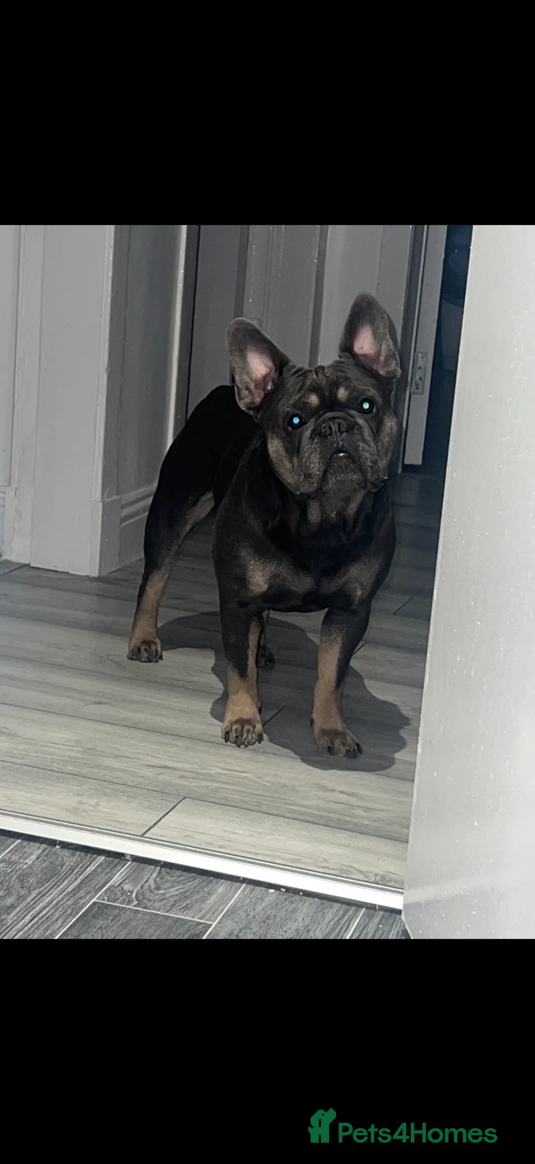 French Bulldog dogs for sale: King the frenchy  - Advert 2