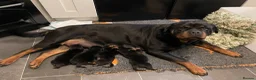 Rottweiler dogs for sale: 2 Rottweiler boy puppies for sale - Advert 5