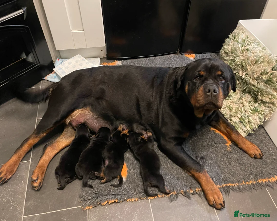 Rottweiler dogs for sale: 2 Rottweiler boy puppies for sale - Advert 5